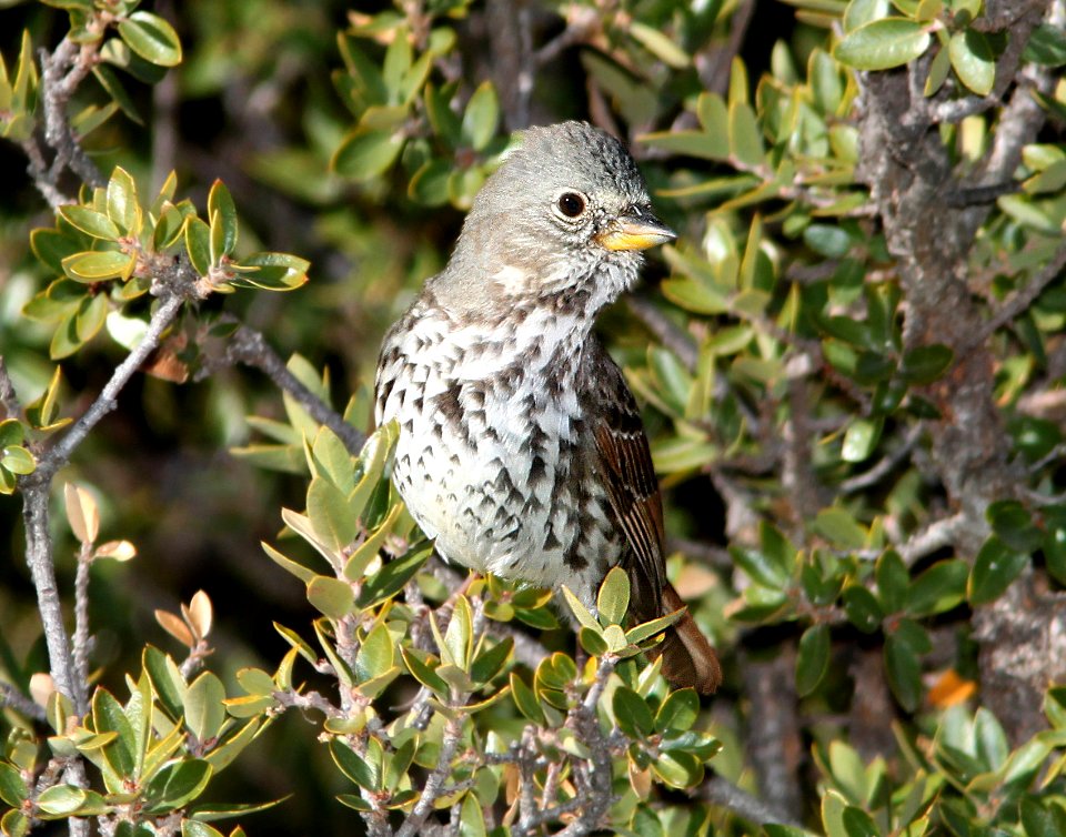 891 - SLATE-COLORED FOX SPARROW (12-10-10) slate-colored, flux cyn rd, scc, az