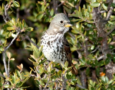 891 - SLATE-COLORED FOX SPARROW (12-10-10) slate-colored, flux cyn rd, scc, az