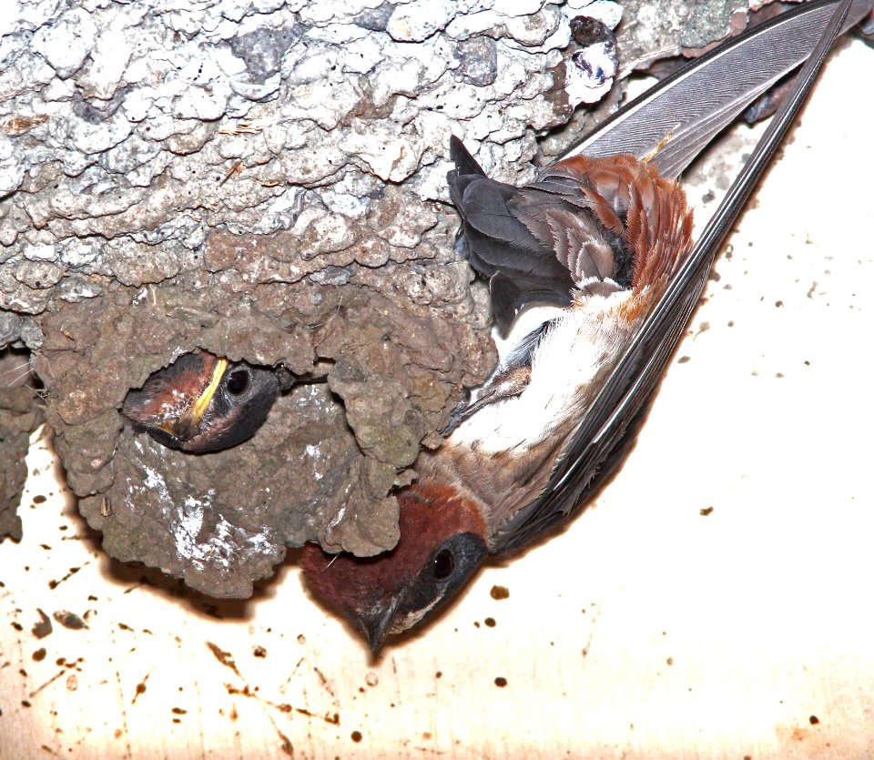 667 - CLIFF SWALLOW (5-29-13) canet road, slo co, co, ca -02
