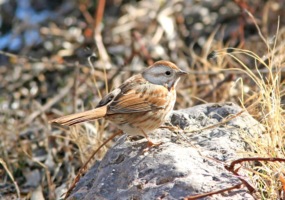 892 - SONG SPARROW (3-5-08) patagonia lake state park, az