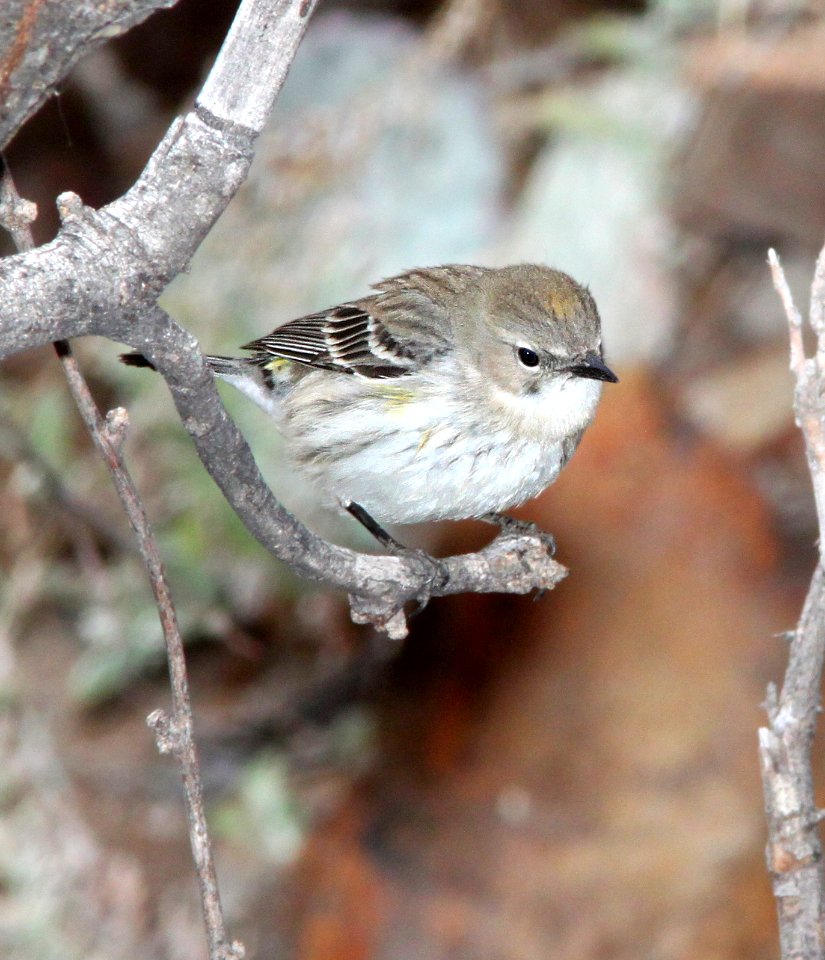 835 - MYRTLE WARBLER (1-15-12) sonoita creek state natural area, scc, az