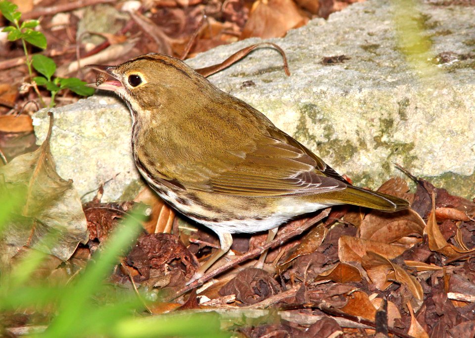 796 - OVENBIRD (3-7-13) key west tropical forest and botanical garden, key west, monroe co, fl  (15)