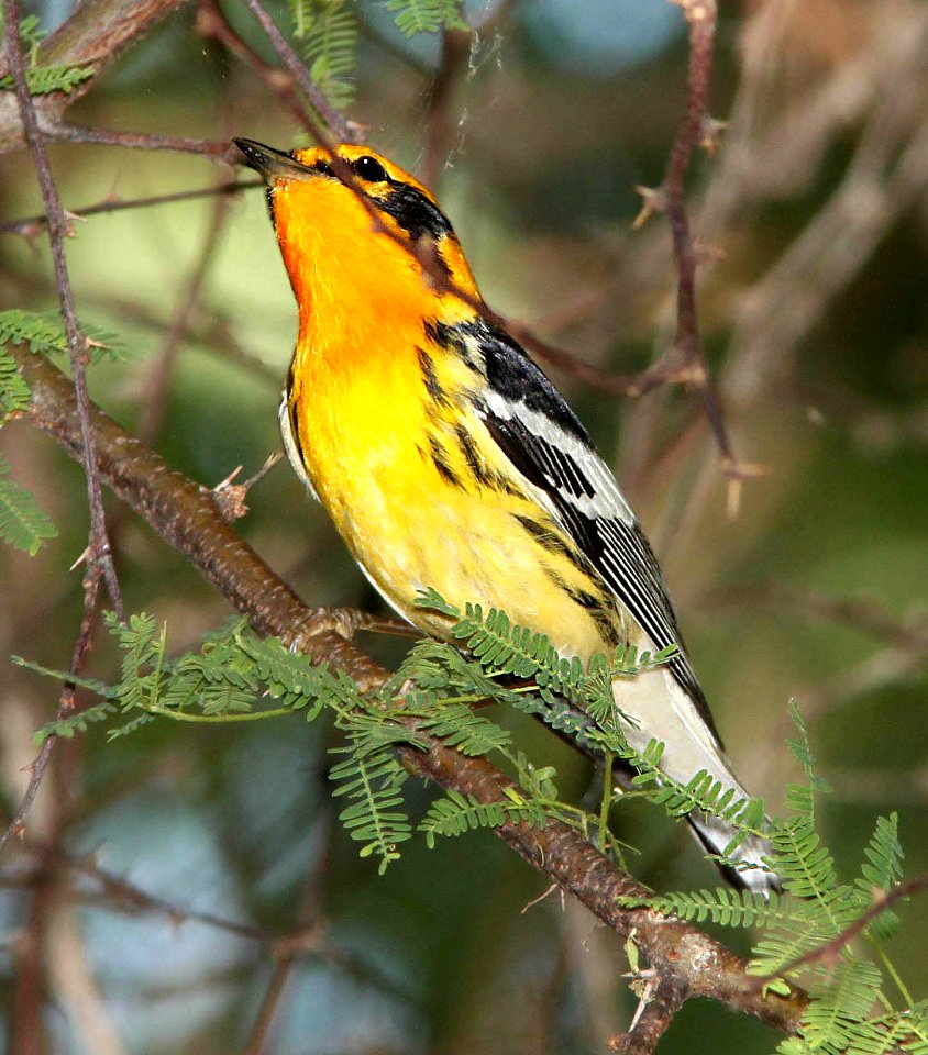 828 - BLACKBURNIAN WARBLER (4-19-12) convention center, south padre island, tx  (1)