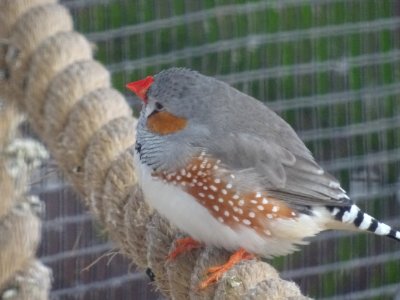 ZEBRA FINCH