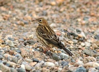 782 -RED-THROATED PIPIT (9-9-08) Gambell, Ak - (1)