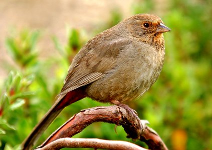 864 - CALIFORNIA TOWHEE (4-7-06) canet rd, slo co, ca