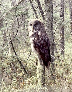 465 - GREAT GRAY OWL northen minnesota (2)
