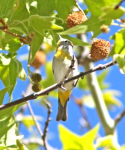 812 - VIRGINIA'S WARBLER (4-26-13) south fork, cave creek, cochise co, az  (4)