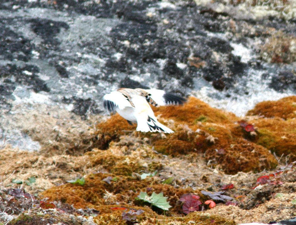 794 - SNOW - MCKAY'S BUNTING (9-11-08) Gambell, Ak - (6)