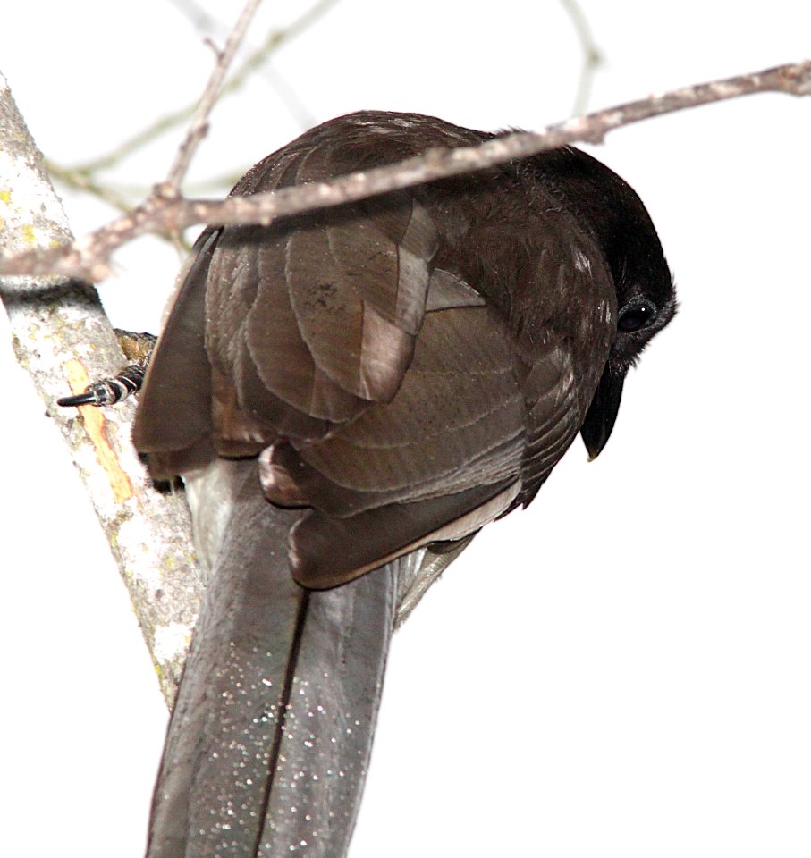 635 - BROWN JAY (3-10-12) salineno, tx  (3)