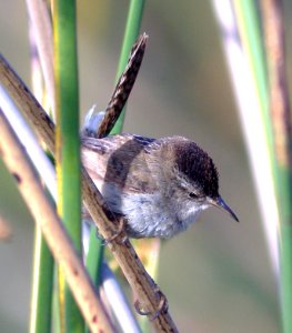 696 - MARSH WREN (6-9-08) oso flaco, slo co, ca (2)