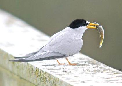 379 - LEAST TERN (7-10-06) -oso flaco, slo co, ca (5)
