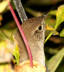 692 - HOUSE WREN (10-29-12) pena blanca lake, scc, az -01