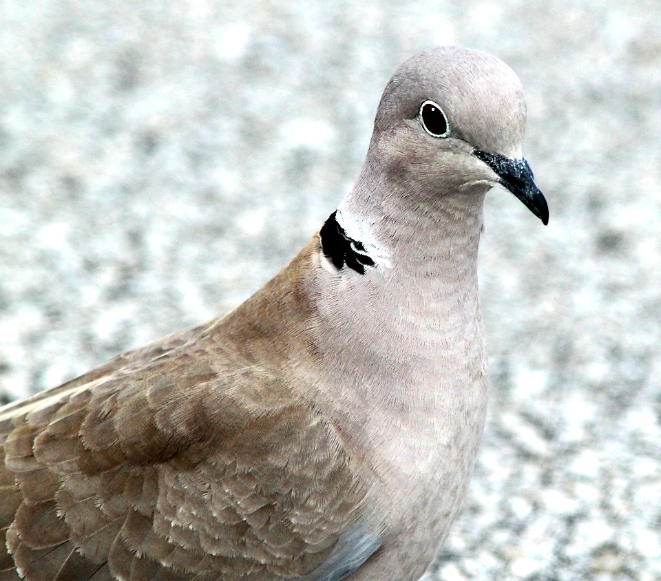 429 - EURASIAN COLLARED DOVE (1-18-10) slo co, ca