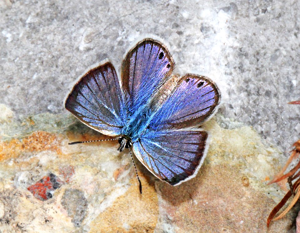 BLUE, REAKIRT'S (Echinarga isola) (10-3-11) sawmill canyon, huachuca mts, cochise co, az -01