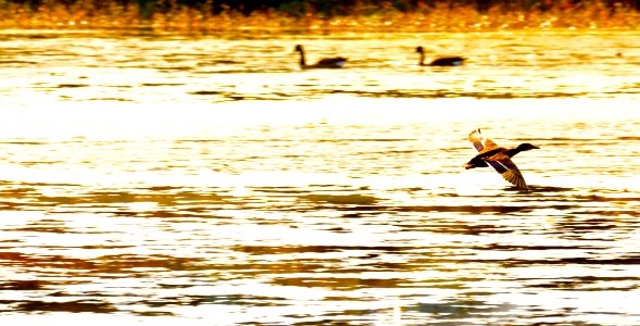 Mallard in Flight - (Anas platyrhynchos) photo