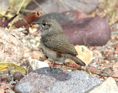 690 - ROCK WREN (3-21-11) 78 circulo montana, patagonia lake ranch estates, scc, az - (1)