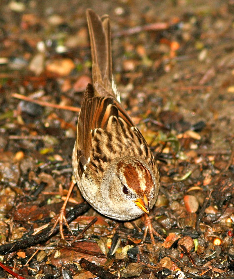 897 - WHITE-CROWNED SPARROW (11-11-06) imm, canet rd, slo co, ca (1)