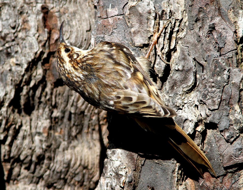 689 - BROWN CREEPER (4-15-10) cerro alto campground area, slo co, ca  (4)