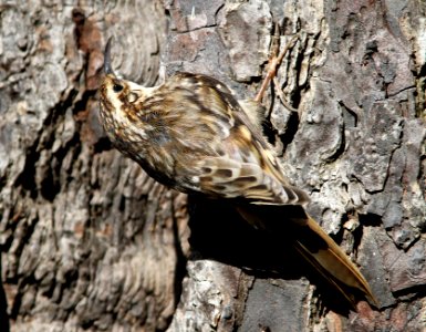 689 - BROWN CREEPER (4-15-10) cerro alto campground area, slo co, ca  (4)