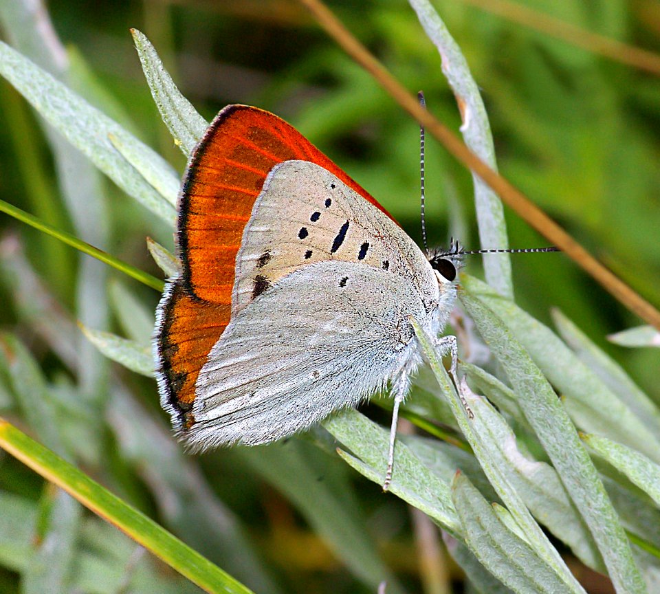 COPPER, RUDDY (lycaena rubidus) (8-7-08) male, blanco creek, co  (4)