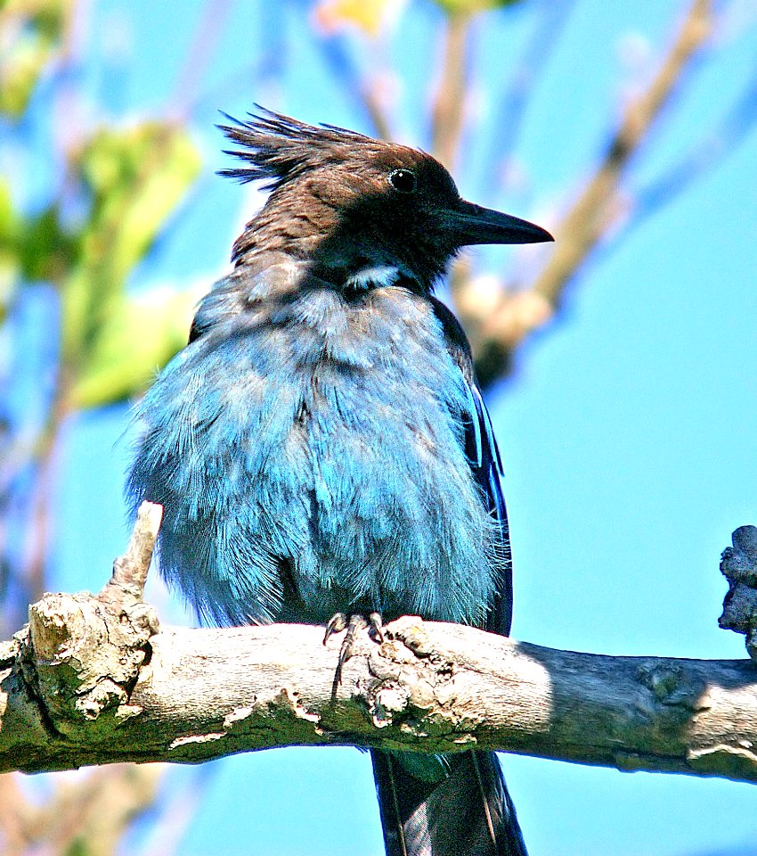 638 - STELLER'S JAY (7-13-06) slo co, ca (2)