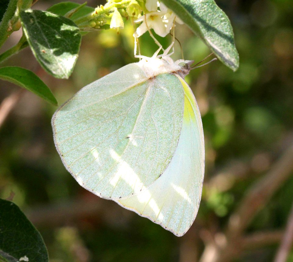 SULPHUR, LYSIDE (Kricogonia lyside) (4-18-12) national butterfly center, mission, tx  (6)