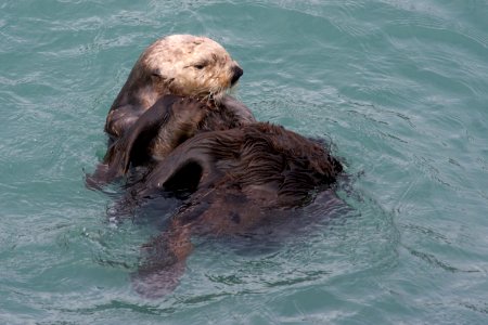 Sea otter