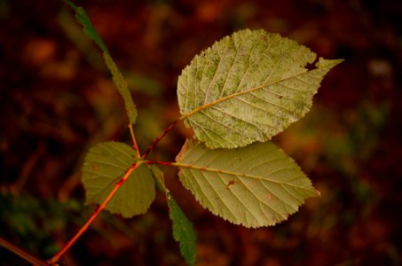 Paper Birch?