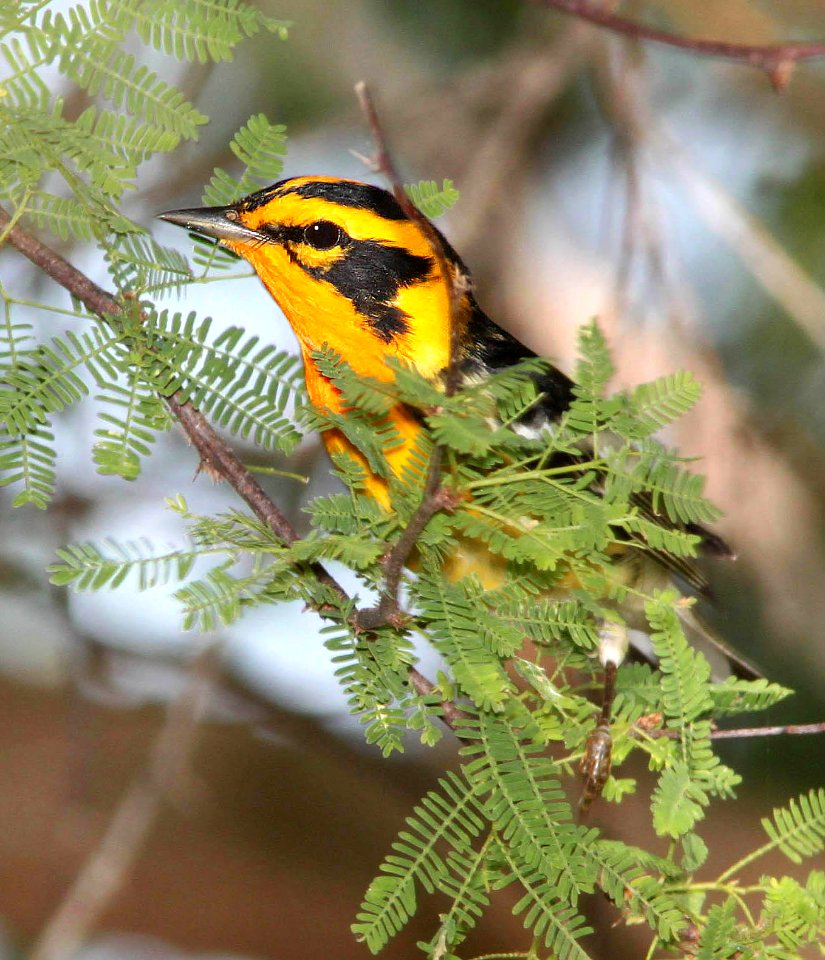 828 - BLACKBURNIAN WARBLER (4-19-12) convention center, south padre island, tx  (2)