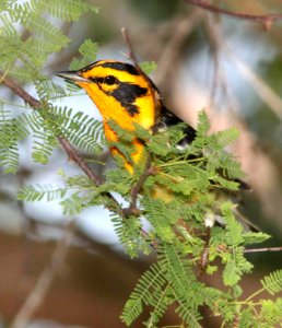 828 - BLACKBURNIAN WARBLER (4-19-12) convention center, south padre island, tx  (2)