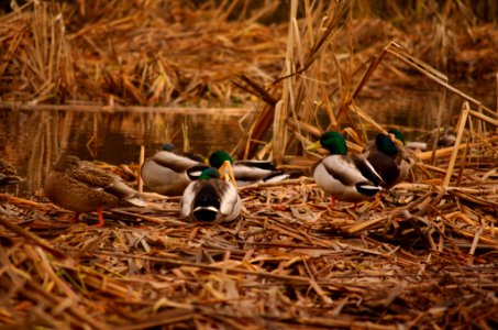 Ducks Closeup photo
