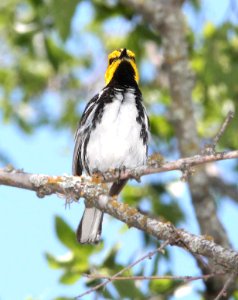 842 - GOLDEN-CHEEKED WARBLER (4-23-12) south of rocksprings, edwards co, tx  (7)