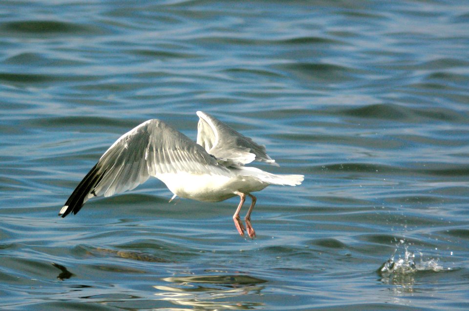 364 - VEGA HERRING GULL (9-5-08) adult alternate, Gambell, Ak  (4)