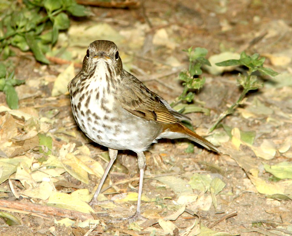 745 - HERMIT THRUSH (10-28-12) patagonia lake, scc, az -01 (5)