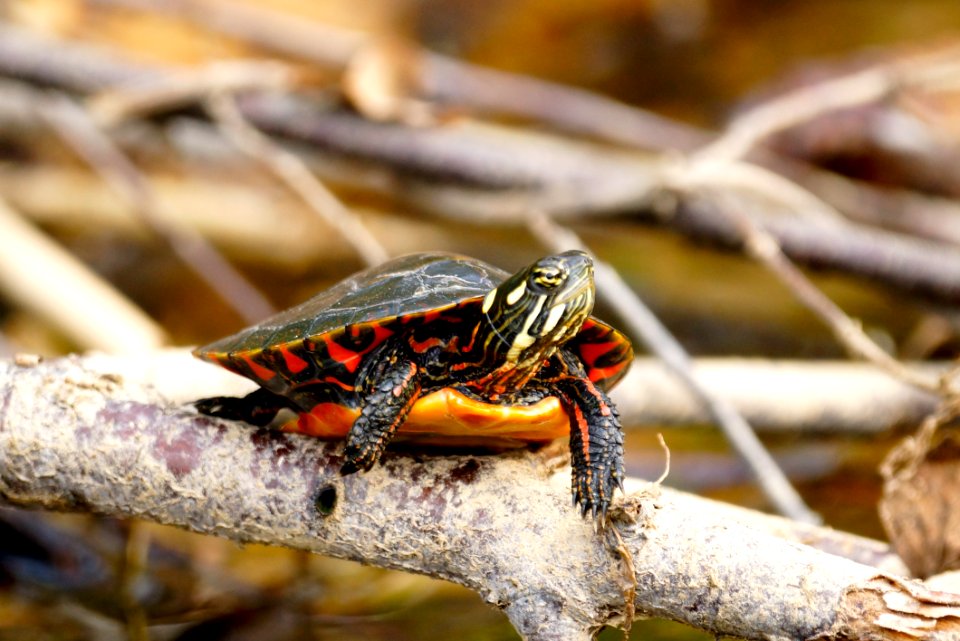 Baby Northern Red-bellied Cooter (Pseudemys rubriventris), Boyds Maryland
