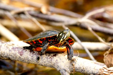 Baby Northern Red-bellied Cooter (Pseudemys rubriventris), Boyds Maryland