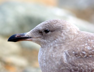 370 - GLAUCOUS-WINGED GULL (12-7-07) 1st winter, morro bay, slo co, ca