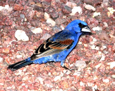 922 - BLUE GROSBEAK  (6-24-13) 78 circulo montana, patagonia lake ranch estates, scc, az -01