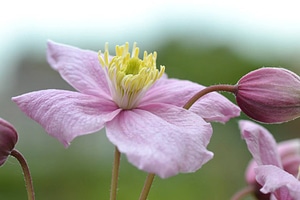 Pink flower garden