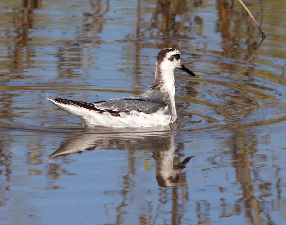 342 - RED PHALAROPE (9-15-10) Bog Hole Wildlife Area, south of Patagonia, scc, az  (5)