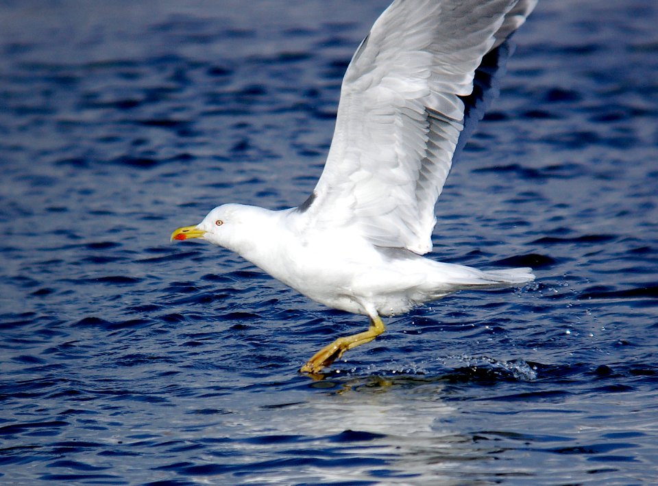 365 - YELLOW-LEGGED GULL (2-7-07) quidi vidi lake, st john's, newfoundland (6)