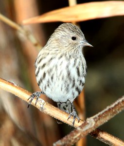 970 - PINE SISKIN (12-1-10) paton's, patagonia, scc, az  (1)