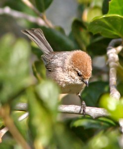 684 - BUSHTIT (4-7-08) canet rd, slo co, ca