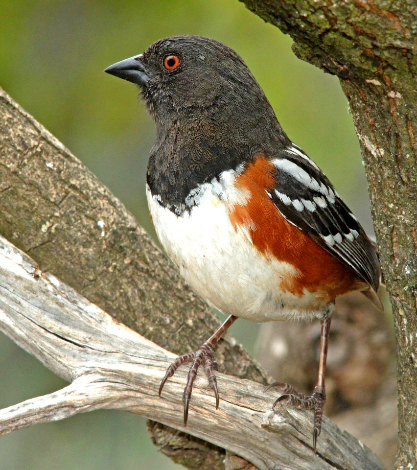 860 - SPOTTED TOWHEE (4-4-10) canet road, morro bay, sloc co, ca (4)