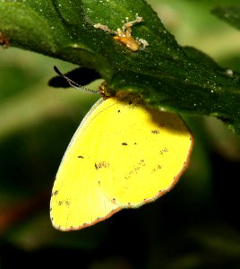 YELLOW, LITTLE (Pyrisitia lisa) (4-18-12) national butterfly center, mission, tx  (1)