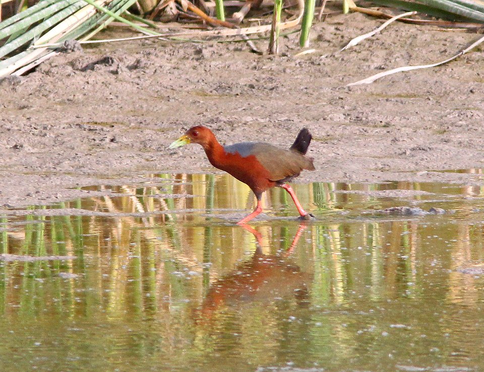 RUFOUS-NECKED WOOD-RAIL (7-8-13) bosque del apache n w r, nm  (9)