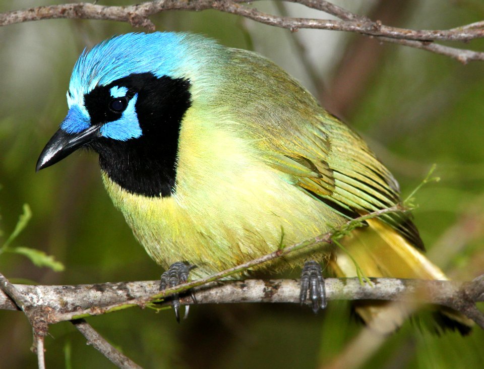636 - GREEN JAY (3-10-12) salineno, tx  (2)