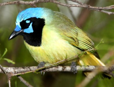 636 - GREEN JAY (3-10-12) salineno, tx  (2)