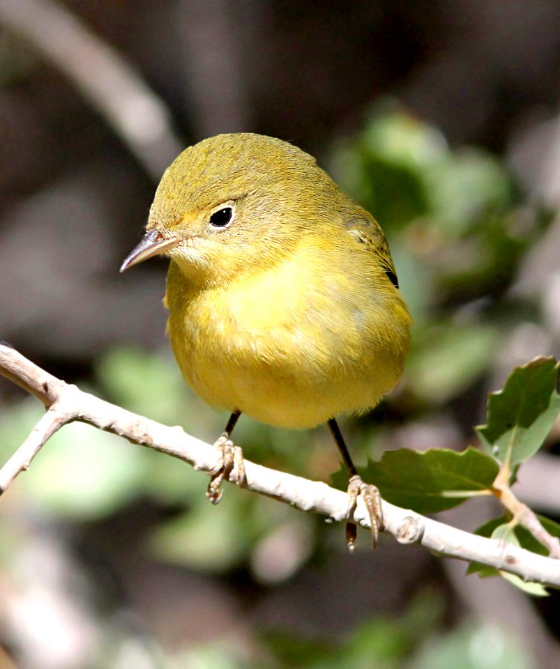 829 - YELLOW WARBLER (9-21-09) cottonwood springs, carrizo n m , slo co, ca  (3)